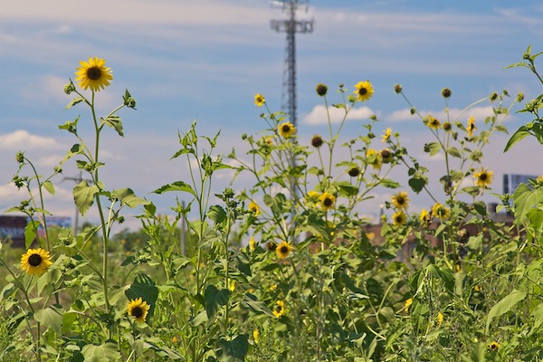 Wild Sunflowers