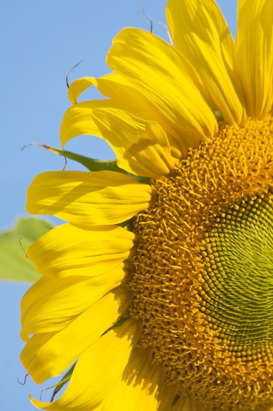 Backyard Sunflower