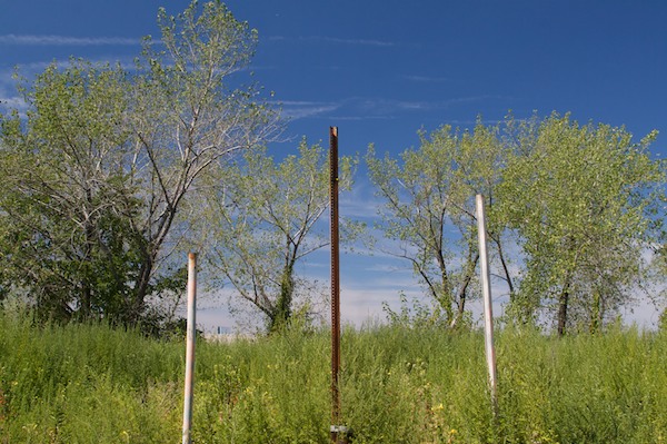 Overgrown Lot Poles