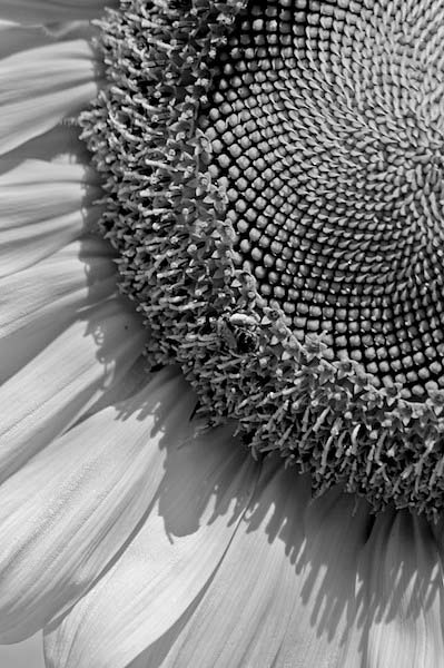 Black and White Sunflower