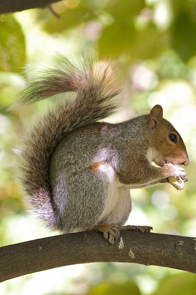 Washington Square Squirrel