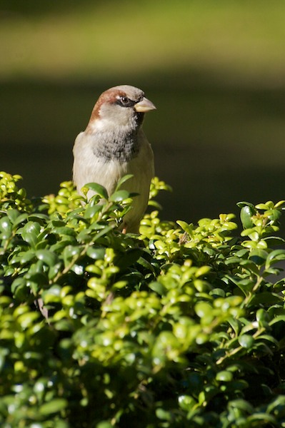 House Sparrow