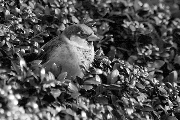 Sparrow in Black and White