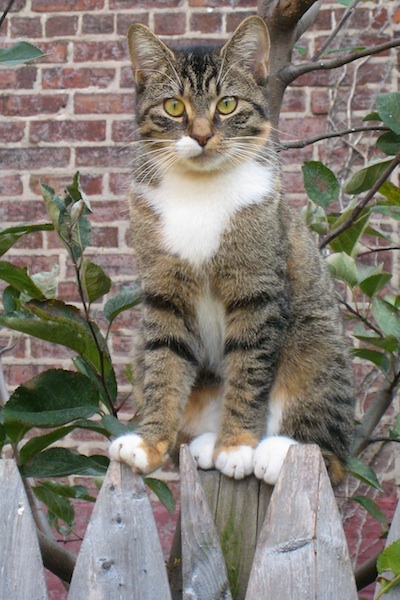 Cat on a Fence