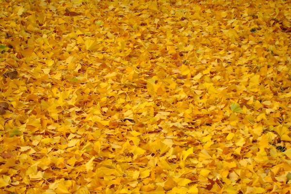 Yellow Leaves