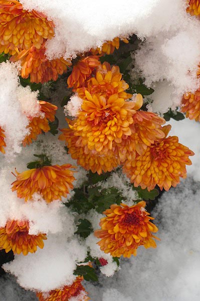 Flowers in the Snow