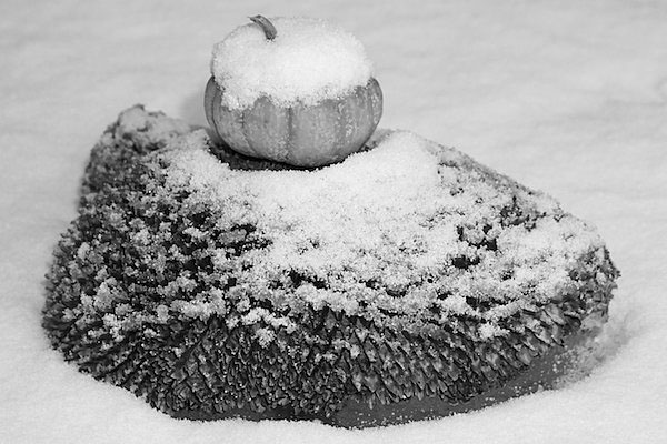 Snow Covered Gourd