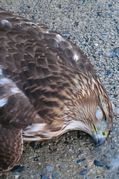 Dead Hawk