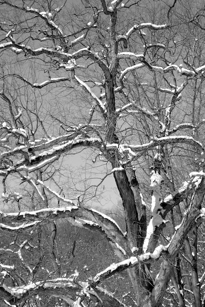 Snowy Tree