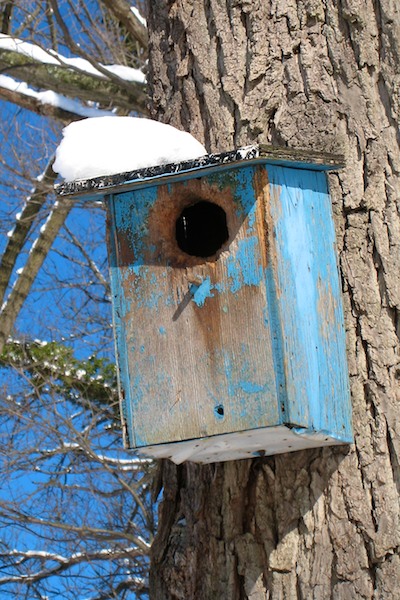 Birdhouse in the Snow