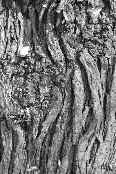 Tree Bark