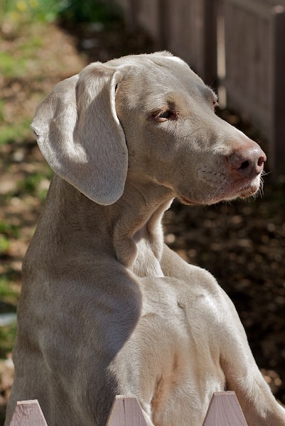 Weimaraner