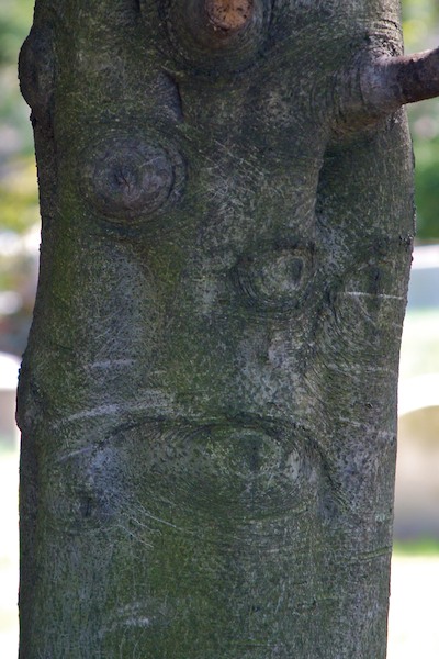 Tree Face