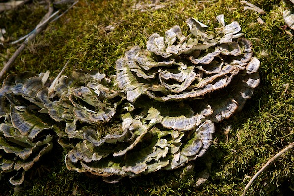Fungus and Moss