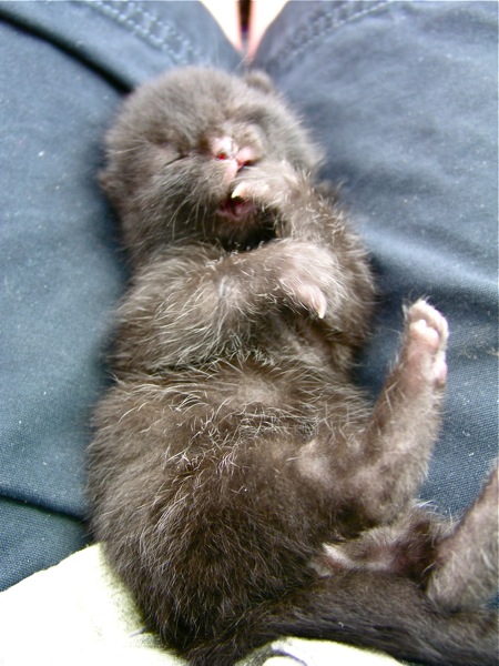 Newborn Kitten