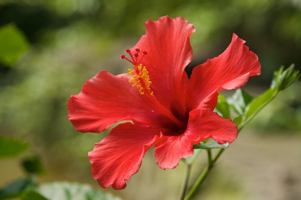 Bio Pond Flower