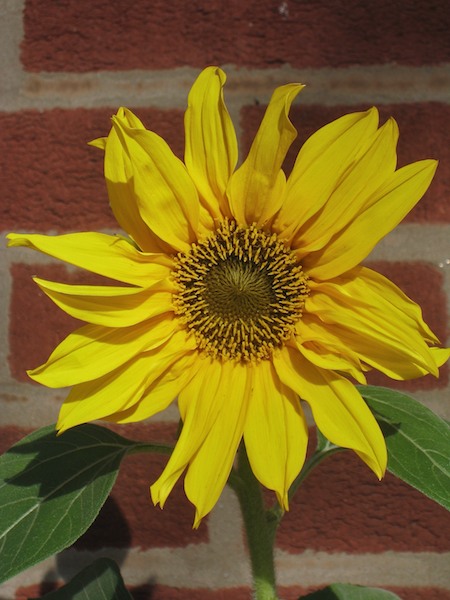 Last Sunflower