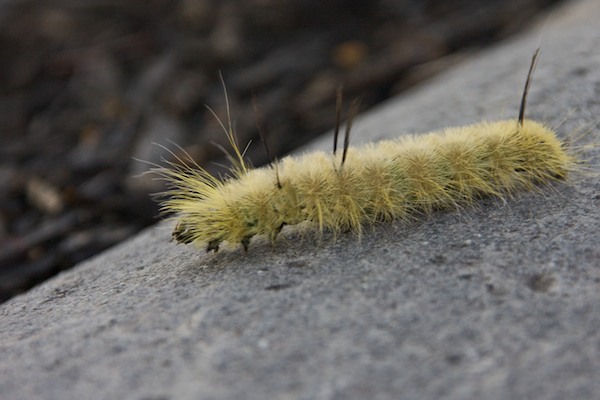 Furry Caterpillar