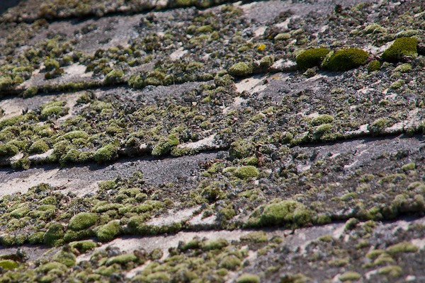 Roof Moss