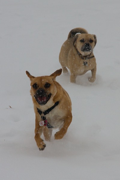 Snow Dogs