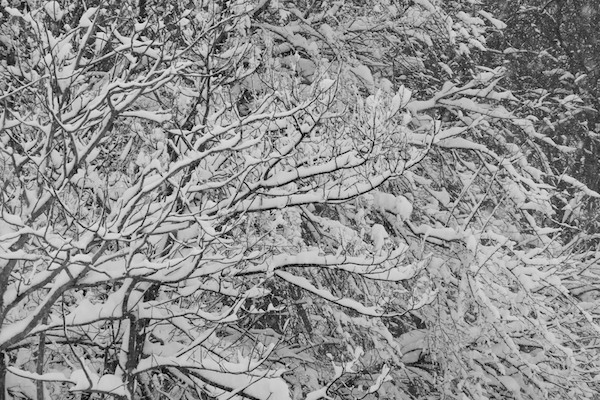 Snow Covered Trees