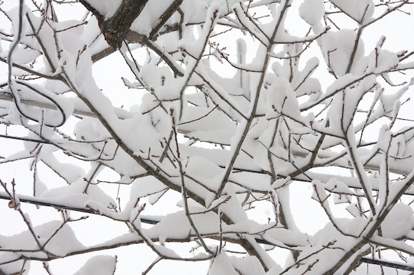 Snowy Branches