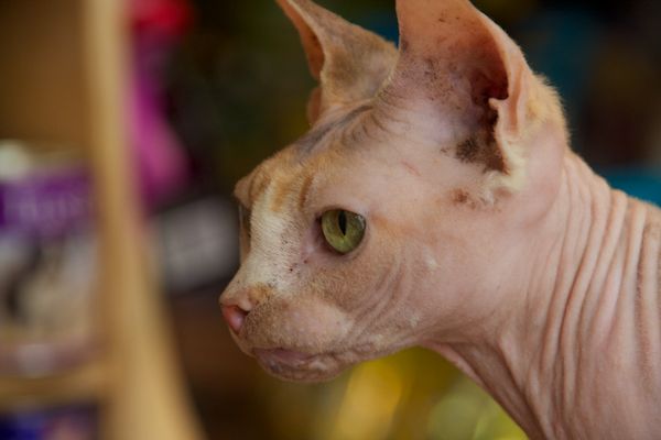 Hairless Cat