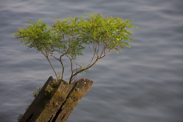 Pier Piling Tree