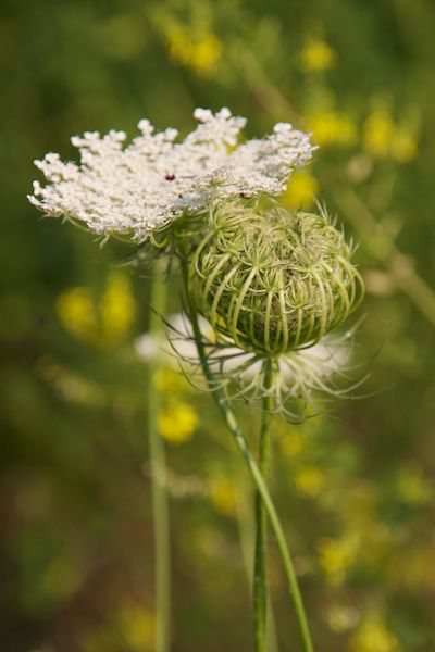 White Wild Flower