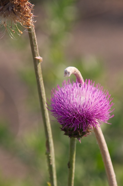 Purple Wildflower