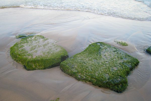 Seaweed Rocks