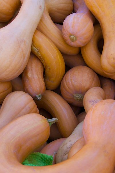 Gourds