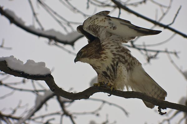 Rittenhouse Snow Hawk