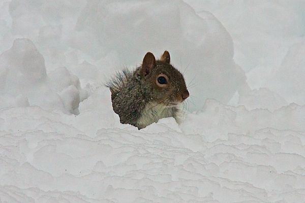 Rittenhouse Snow Squirrel
