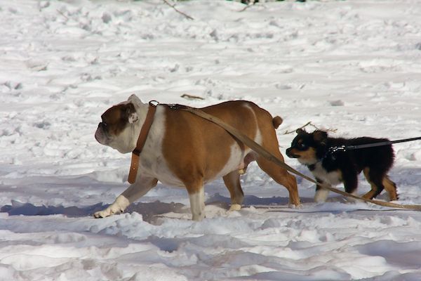 Rittenhouse Dogs in the Snow