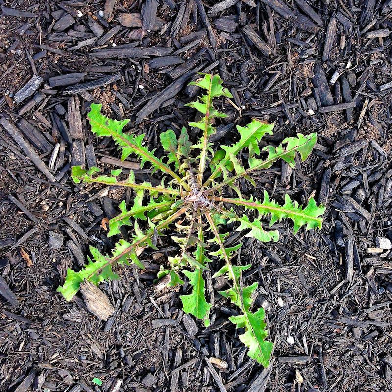 Radial Dandilion