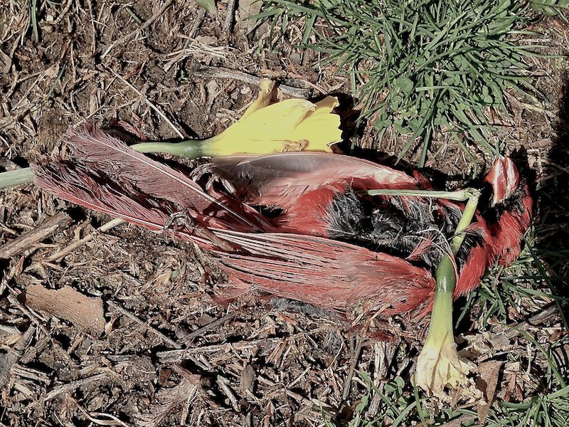 Dead Cardinal