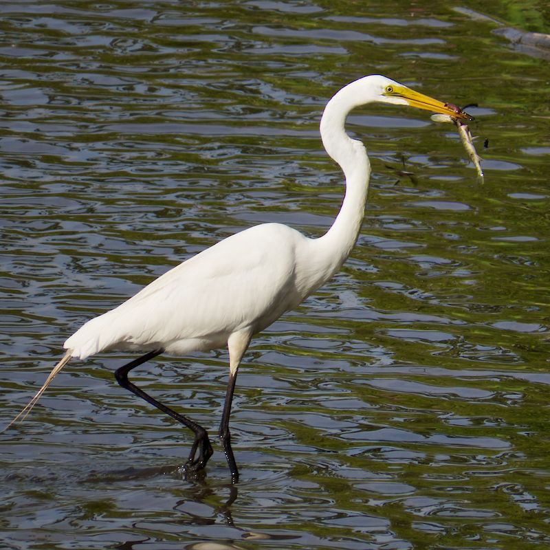 An Egret Catches Lunch