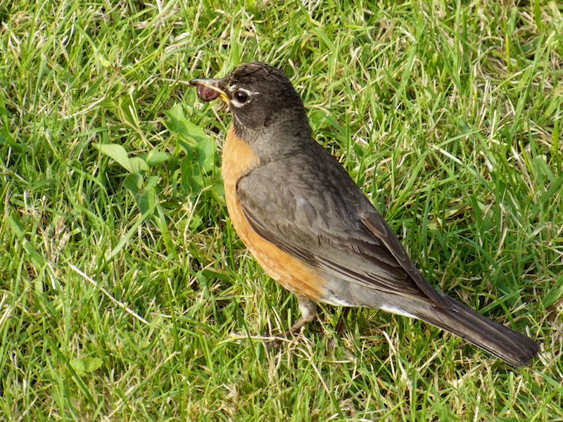 Early Robin Catches the Worm