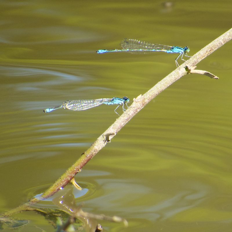 Dragonflies