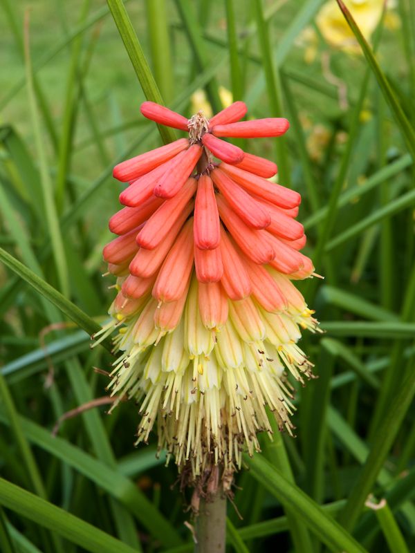 Red Hot Poker