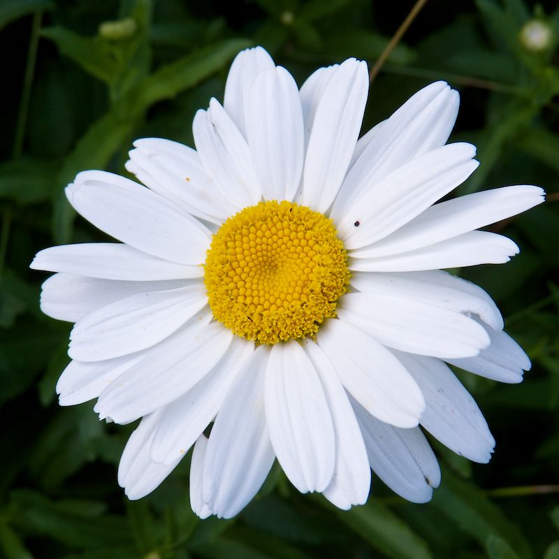 Shasta Daisy