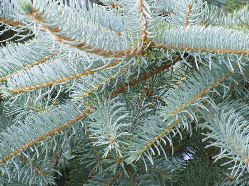 Blue Spruce