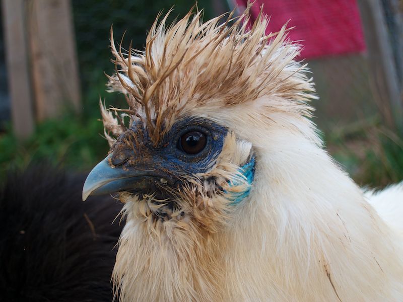 Silkie Chicken