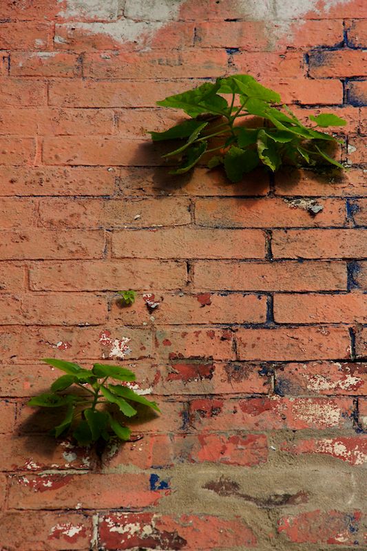 Bricks and Plants