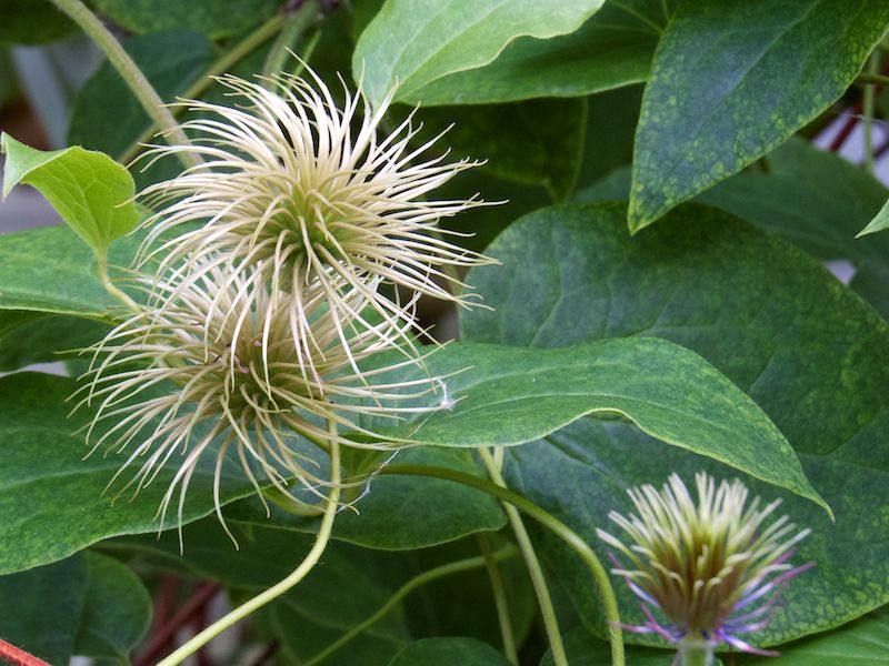 Clematis Seed Pods