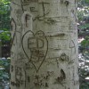 Carved Trees, Ridley Creek State Park