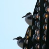 Seagulls On Sign