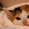 Calico Kitten