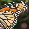 Monarch Butterfly